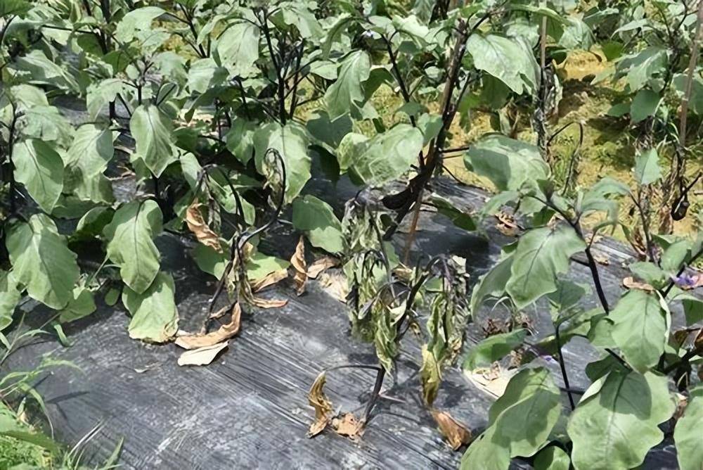 茄子青枯病防治方法_新高_进行_种子