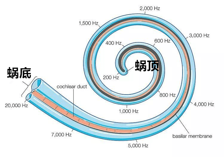 蜗管解剖图图片