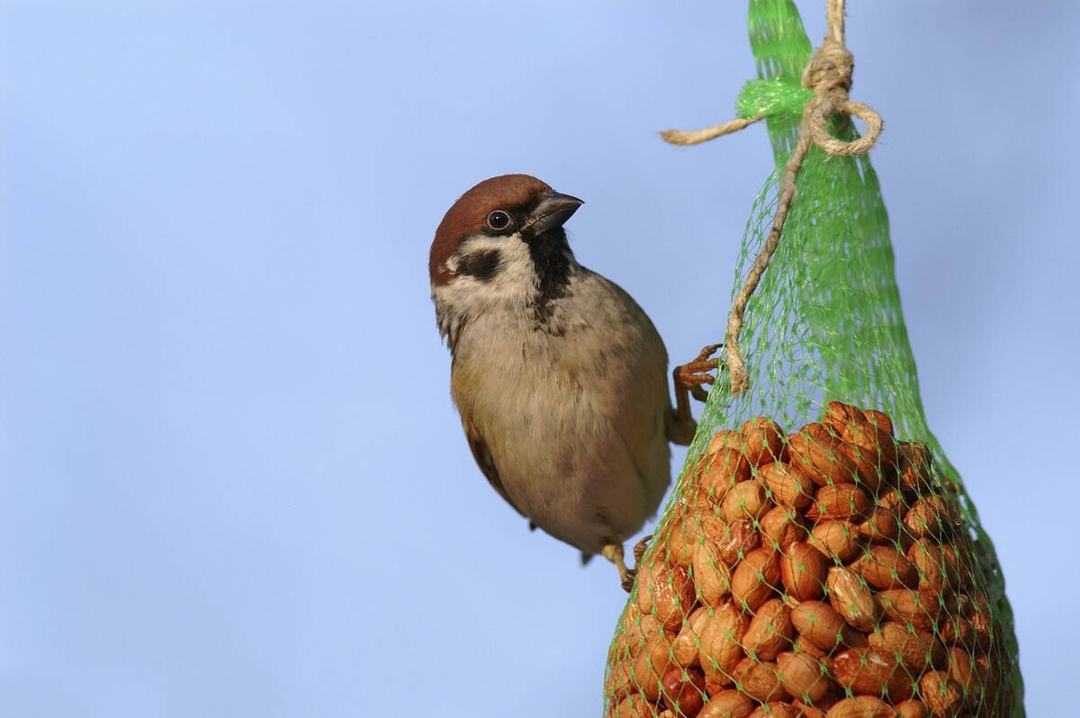 麻雀的气性有多大?麻雀的生存能力数一数二,为何不能人工饲养?