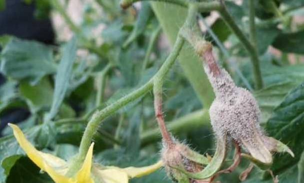 腐霉利:防治灰霉病,菌核病的"老将",真的"老"了吗_效果_图片_网络