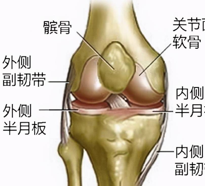 髕骨是我們人體最大的籽骨,上與股四頭肌相連,下由髕韌帶固定於脛骨