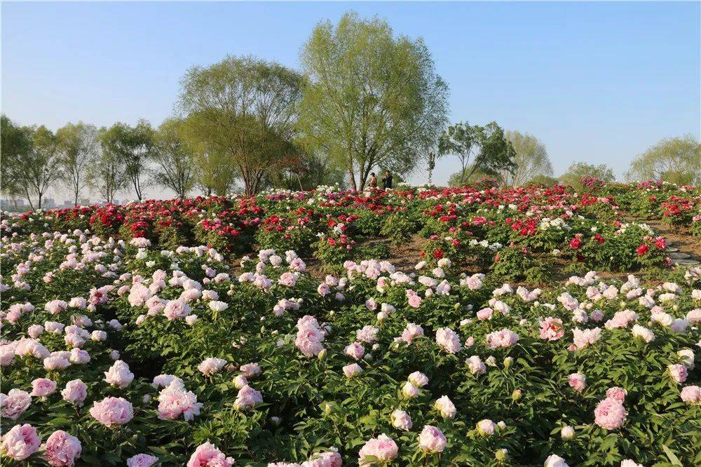 濟寧太白湖牡丹園 賞花正當時_湖景區_牡丹花_路南