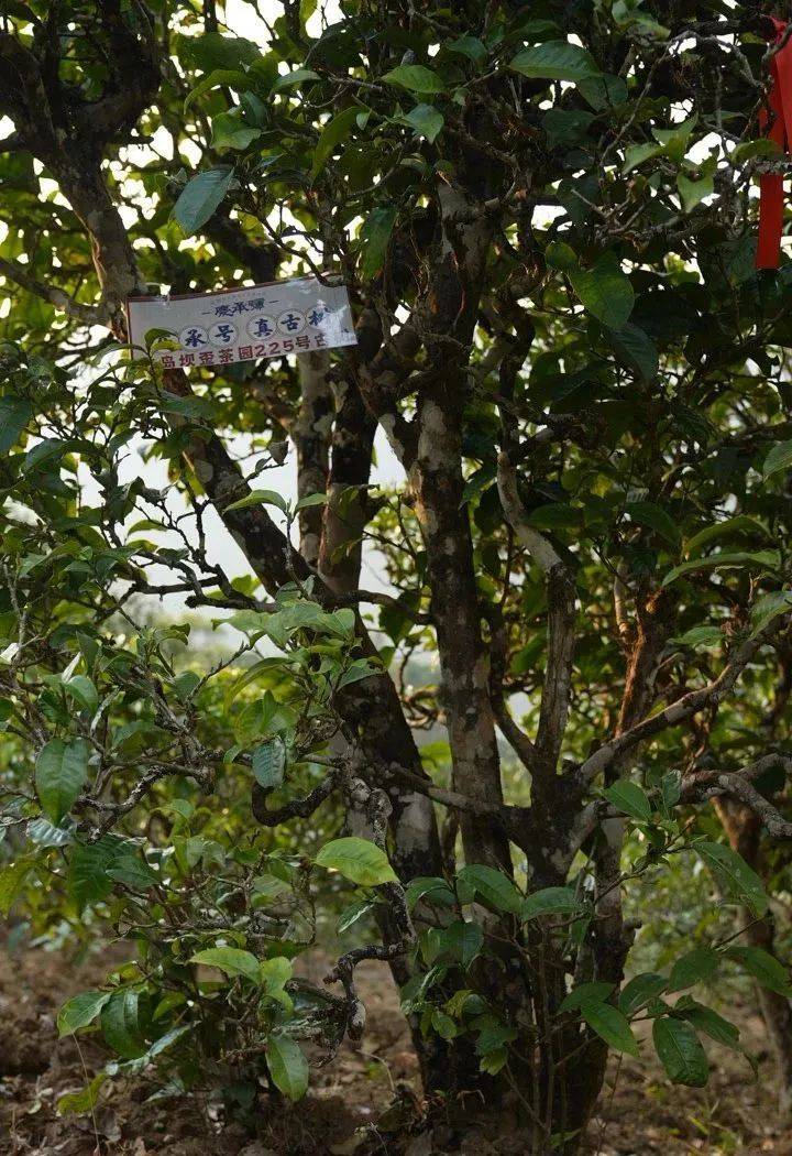 春茶行—临沧篇:冰岛五寨之坝歪,比冰岛老寨还霸道_茶园_古树茶_寨子