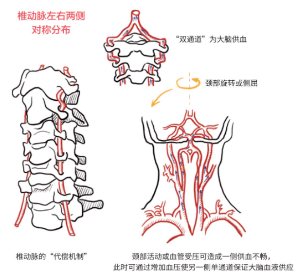 颈椎的血管分布图图片