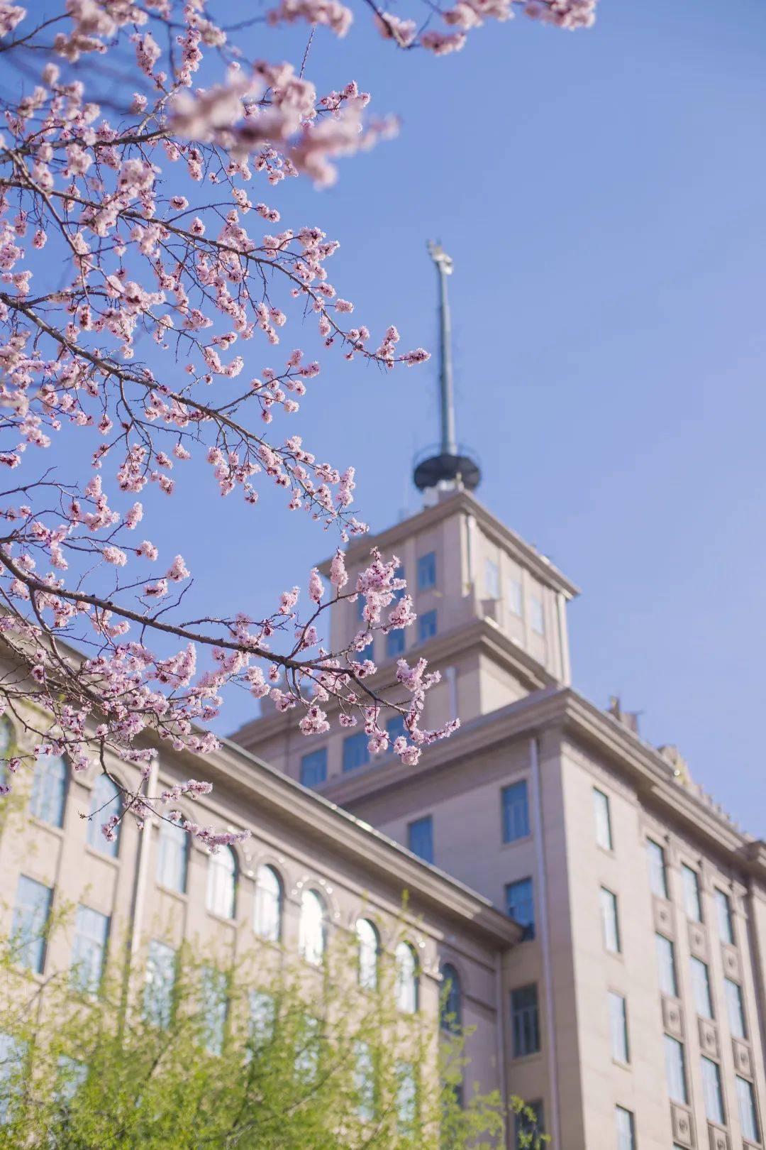 大学校园春景图片