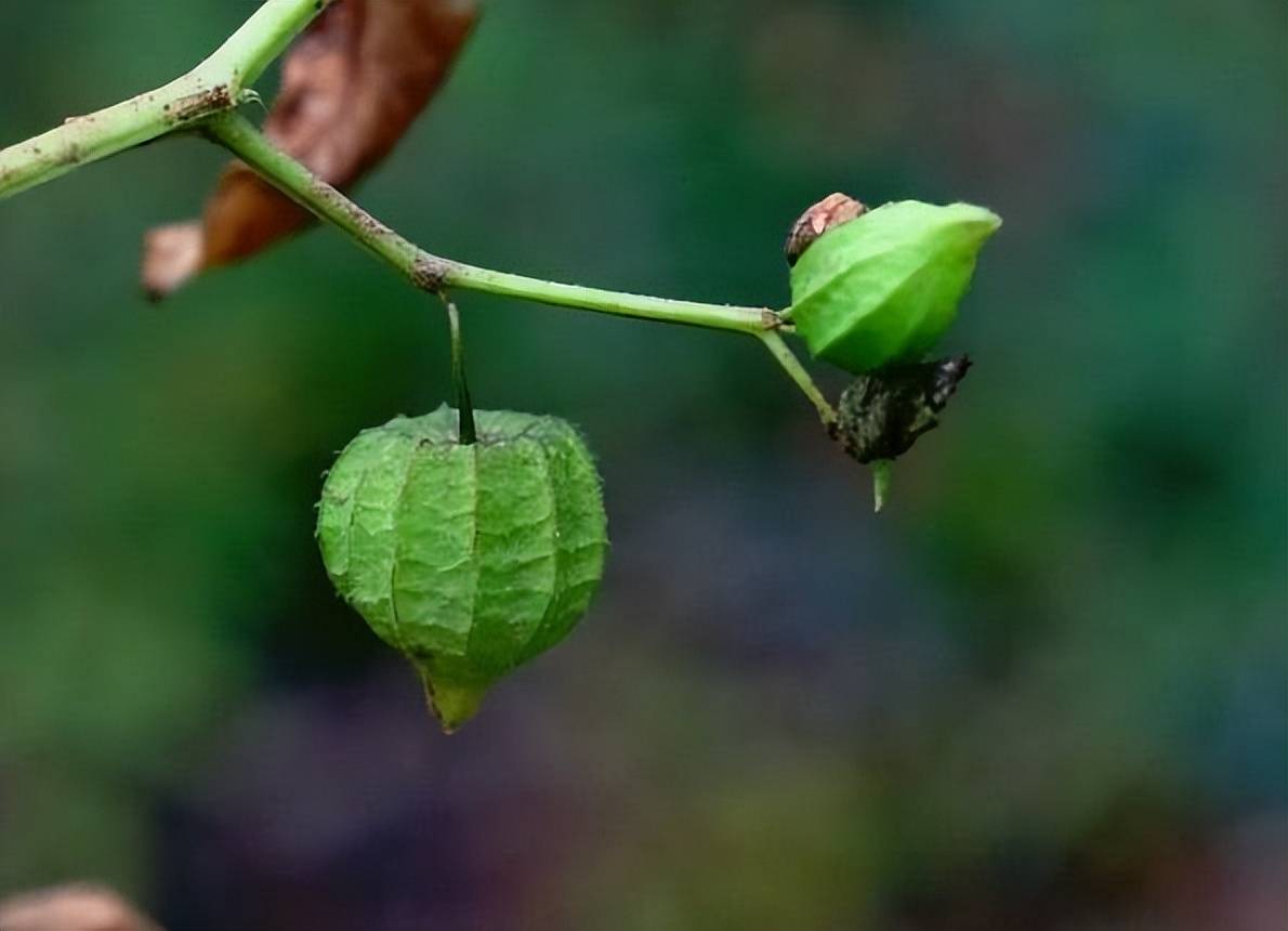 农村路边的野草,俗称"姑娘果",果实似灯笼,80后儿时的最爱_植株_野