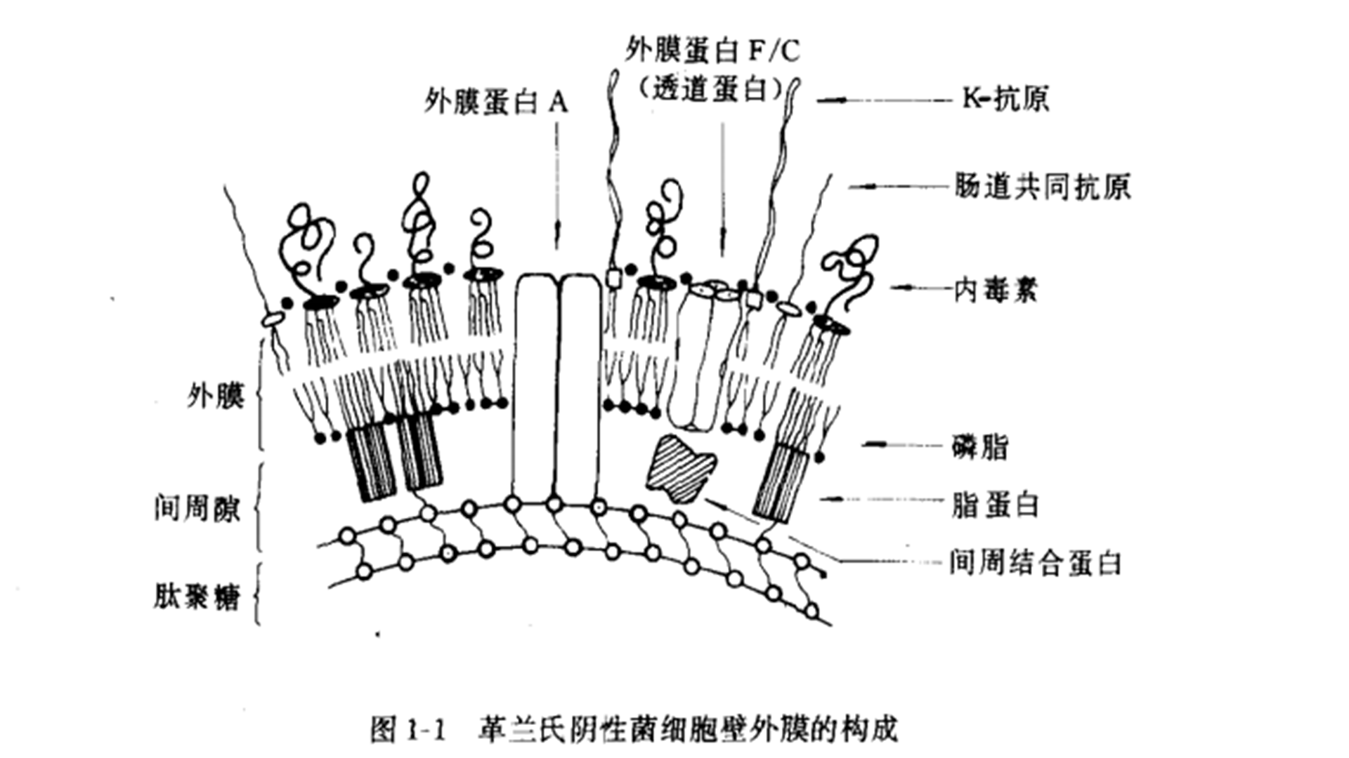 菇类蛋白多糖图片