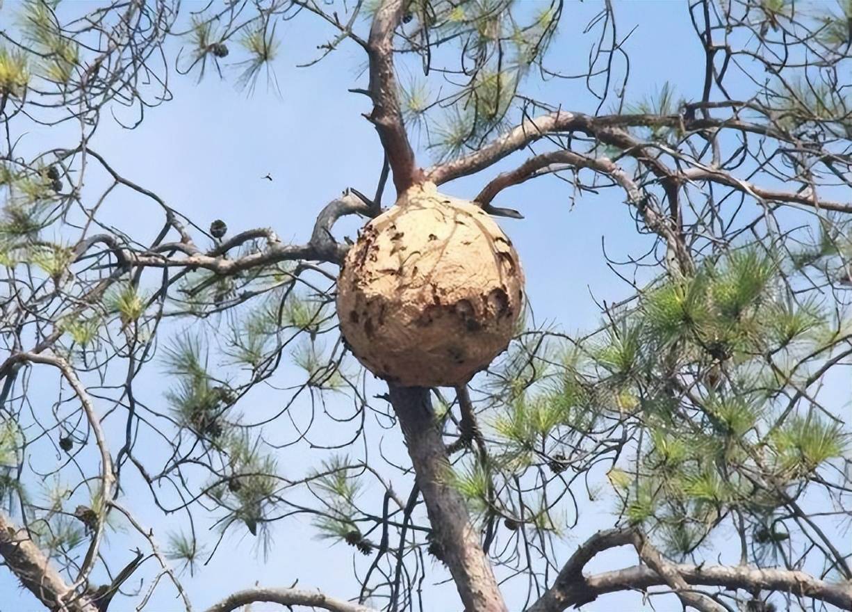 大树上的蜂巢图片