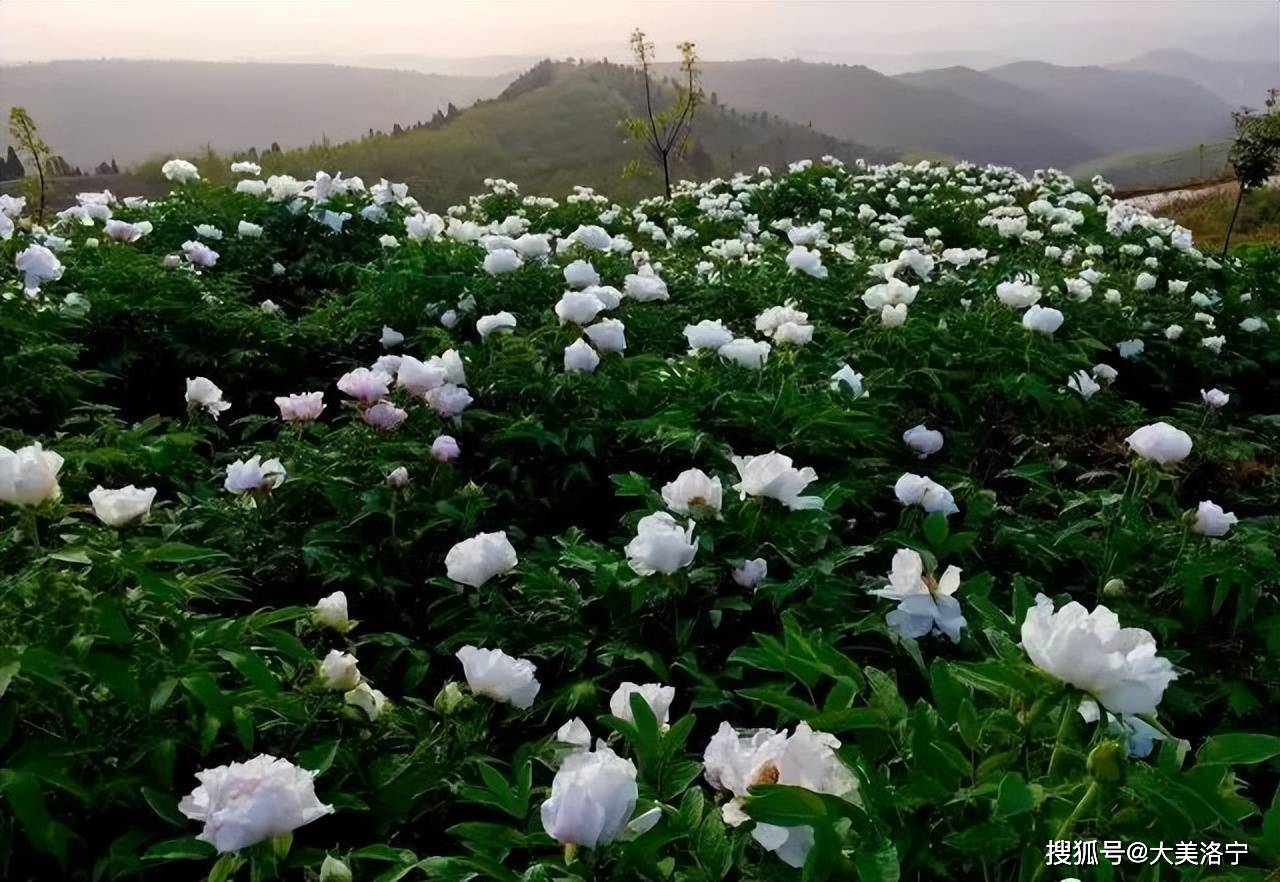 牡丹花水（牡丹花水墨画图片） 第9张