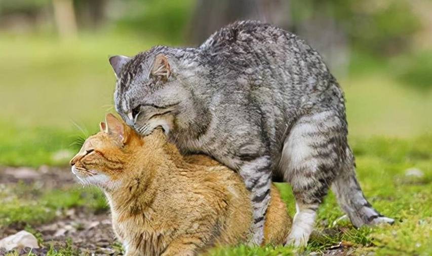 猫咪交配时,母猫的叫声为什么这么"凄凉"_主人_时候_蛋白质
