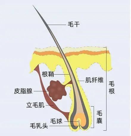 脱发必知丨如何正确认识毛囊单位?