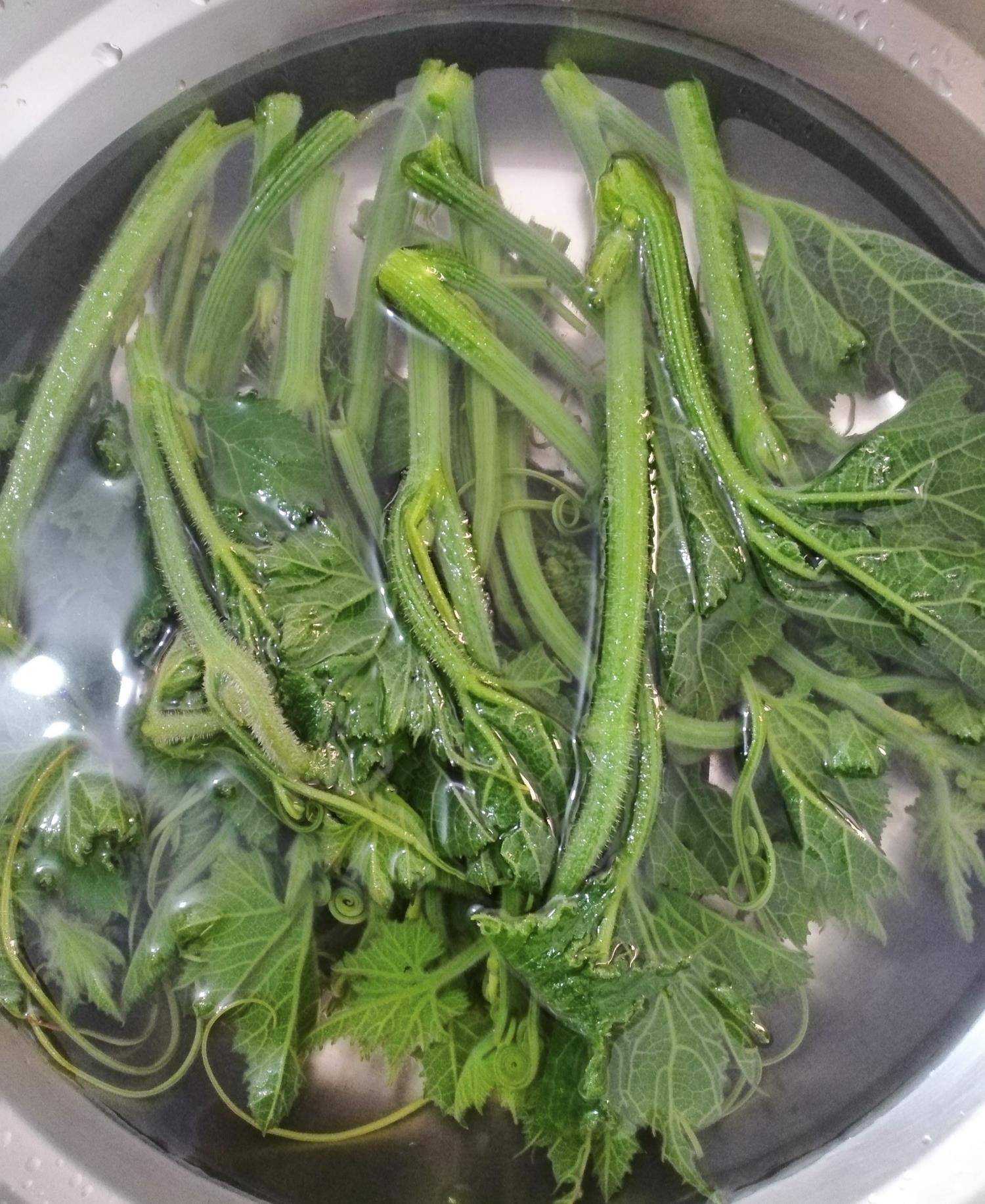 南瓜叶的家常做法,鲜脆入味,健康营养,做法简单快捷又美味