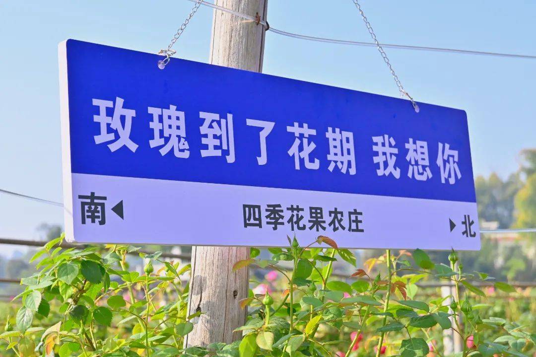 门票免费送!_玫瑰庄园_土主镇_土门子