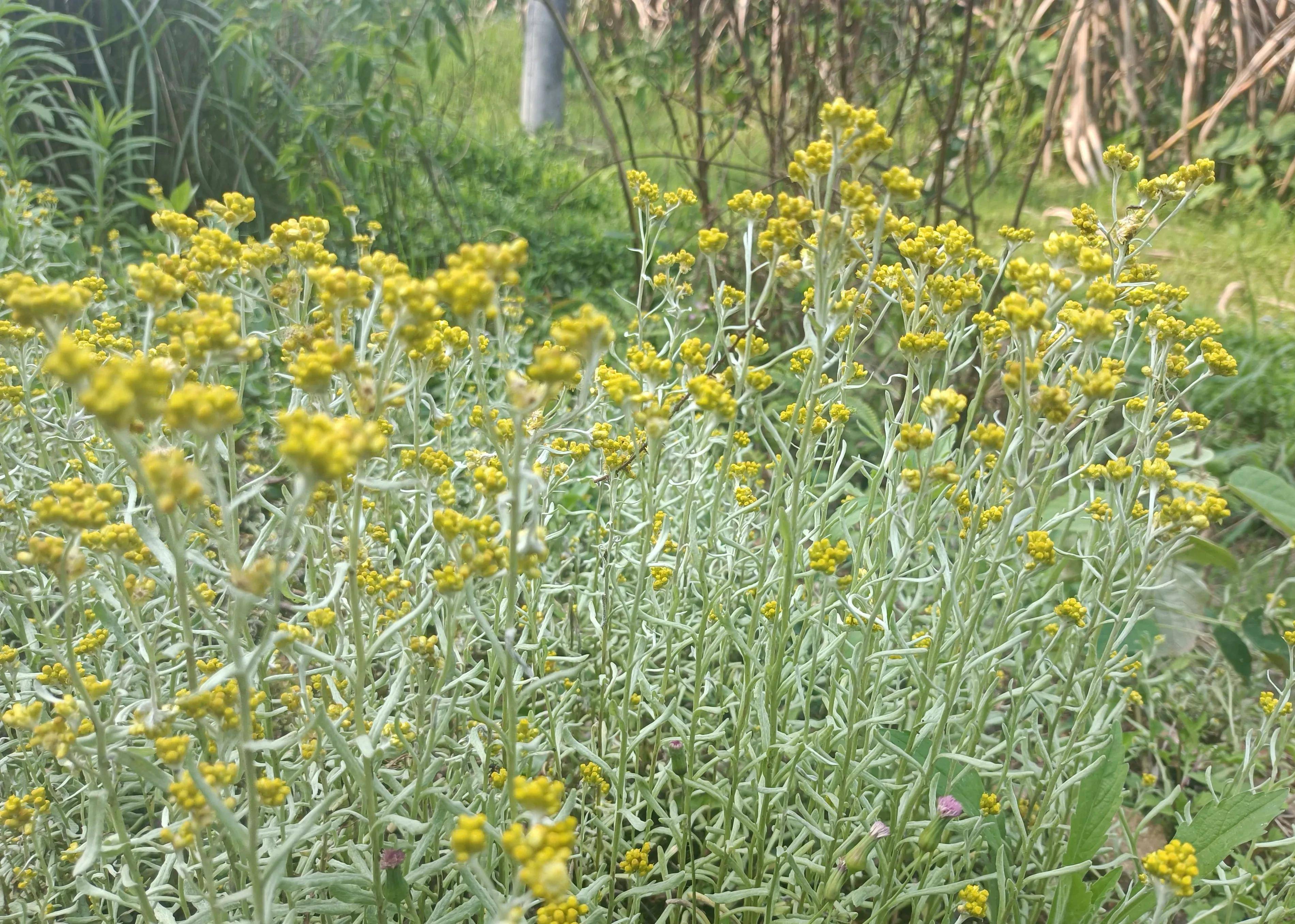 同義詞:**別名:**田艾,清明菜,假單胞菌,中國假單胞菌,秋假單胞菌