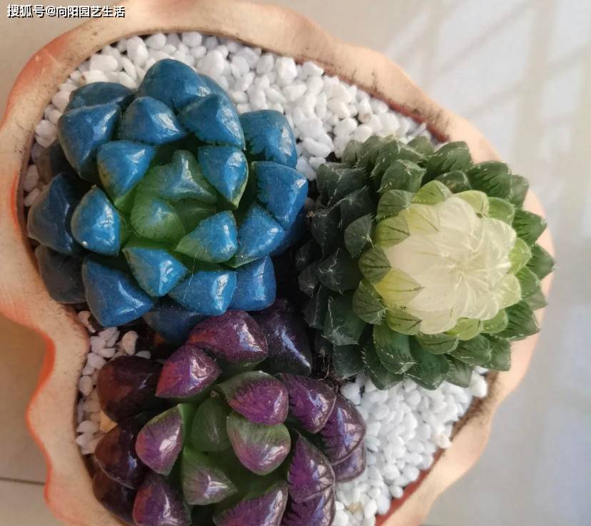 药锦玉露,不要再买了,你把主播当家人,主播把你当韭菜!