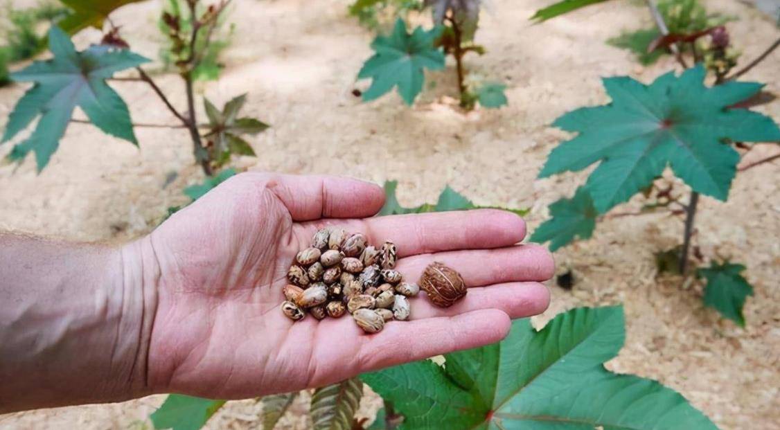 蓖麻含致命毒素,堪称暗杀界完美毒药,很多人小时候玩过也吃过_毒性