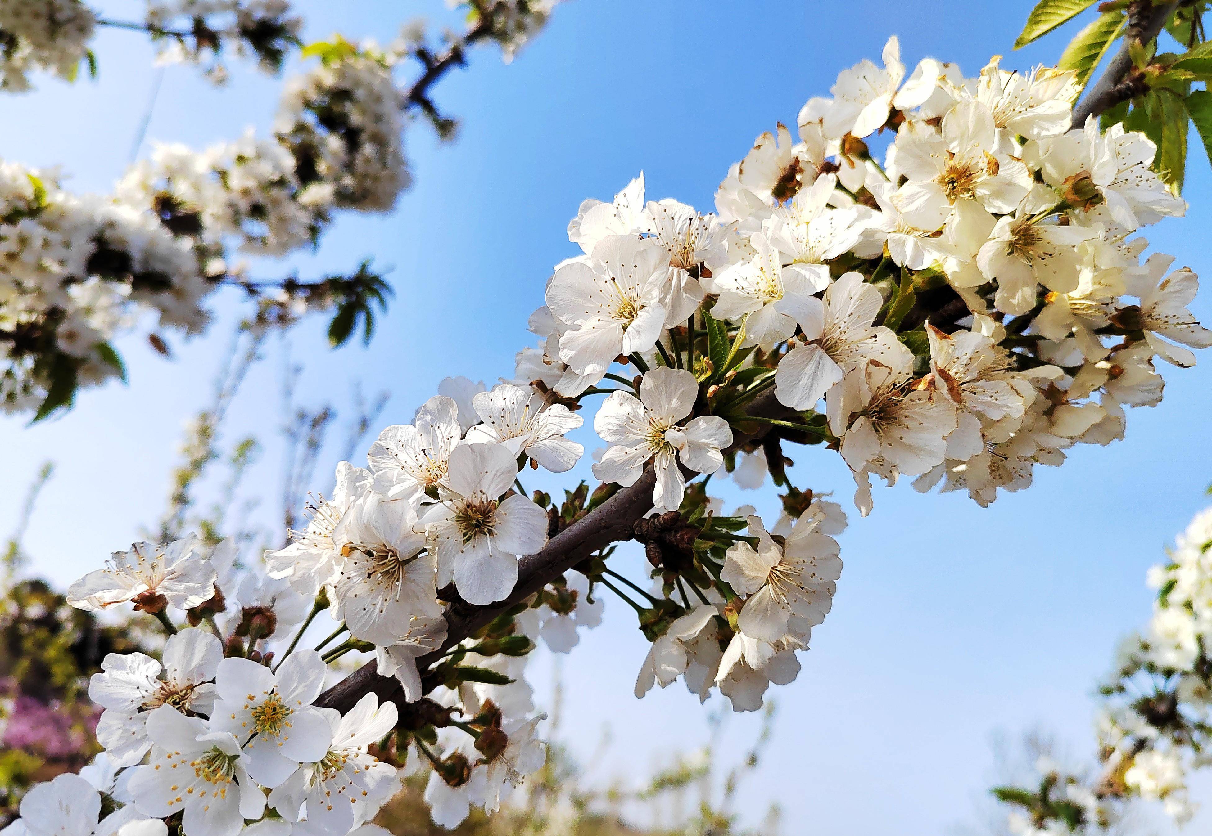 远赴人间桃花宴