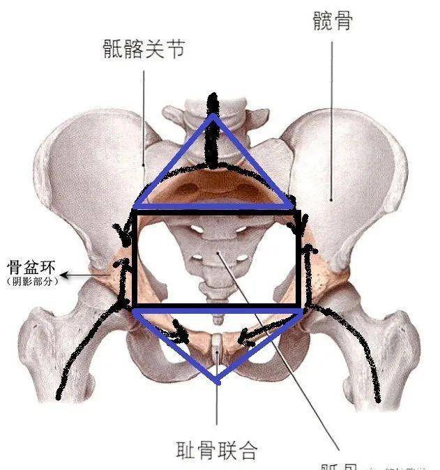 环状边缘:由骶骨角,弓状线,耻骨梳,耻骨结节,耻骨联合上缘等组成的