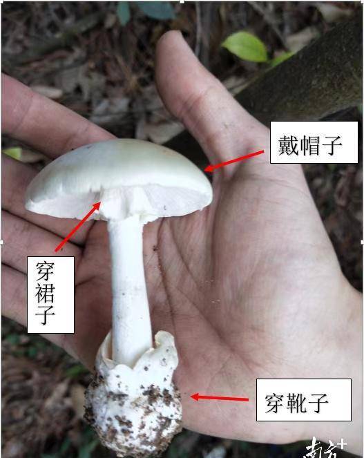 菌柄上部有白色膜质菌环(易脱落),菌柄基部球形或近球形,有菌托