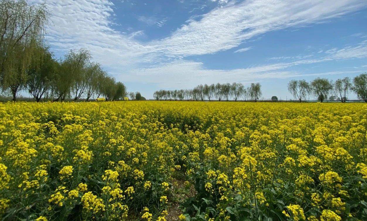 来神奇高邮湖,探寻油菜花的春天