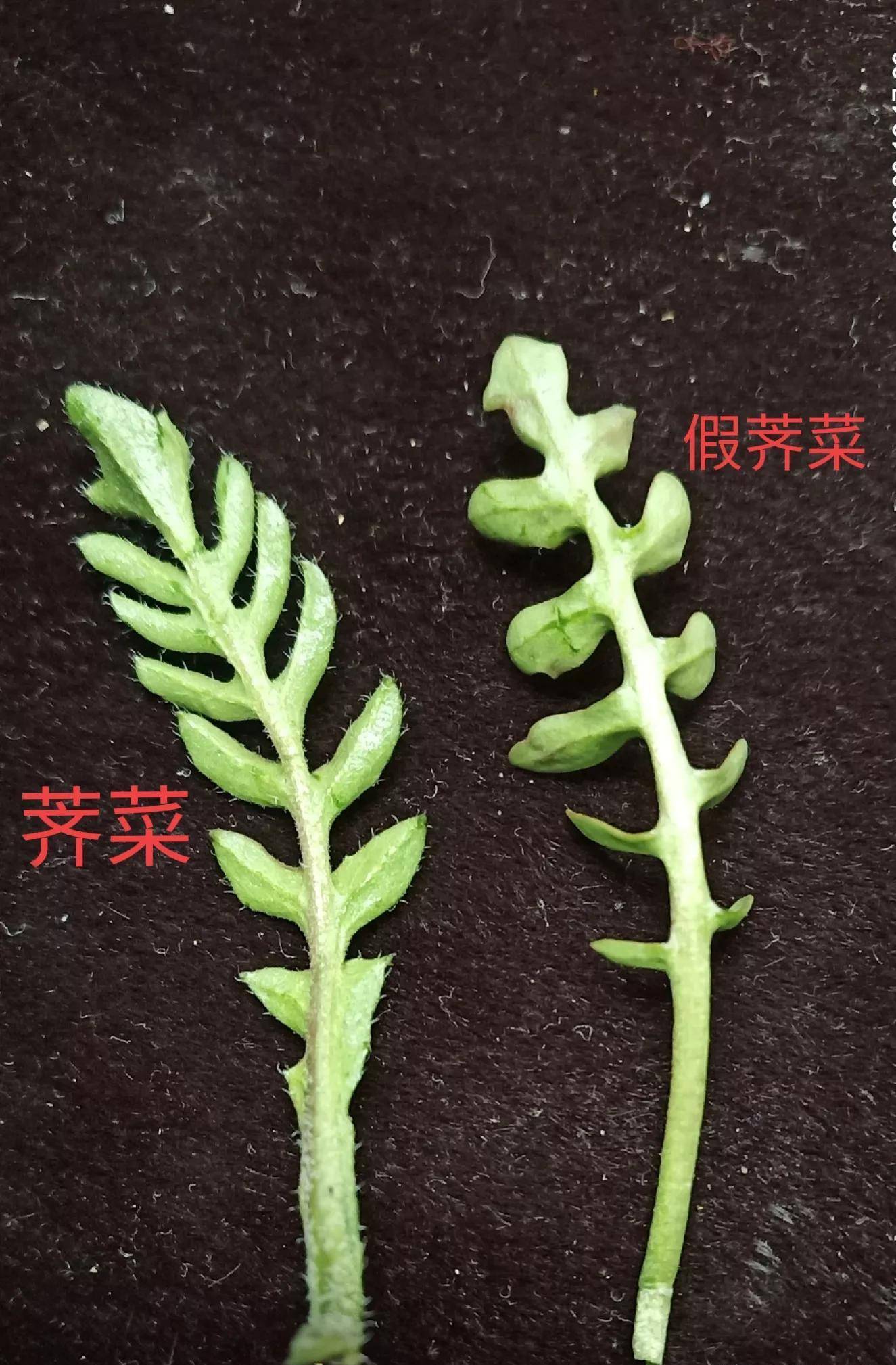 假荠菜图片 有毒图片