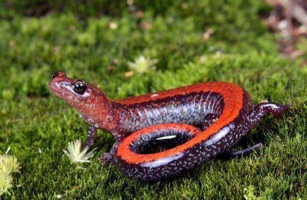 地球上9大最奇异的蝾螈,第一没有肺靠皮肤呼吸,第九长得像小狗_红色