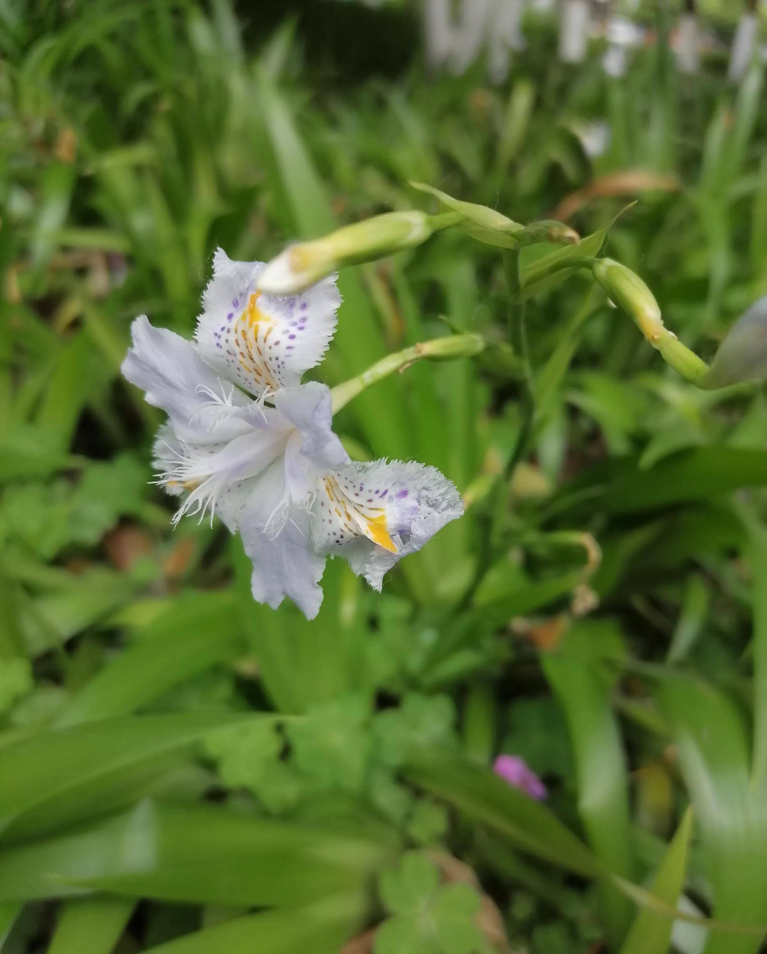 兰花的一种a species of orchid