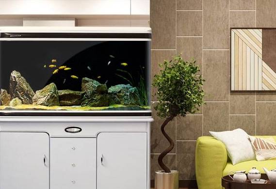 风水学:鱼缸位置摆放的几大禁忌,你摆放对了吗?_旺财_效果_财源