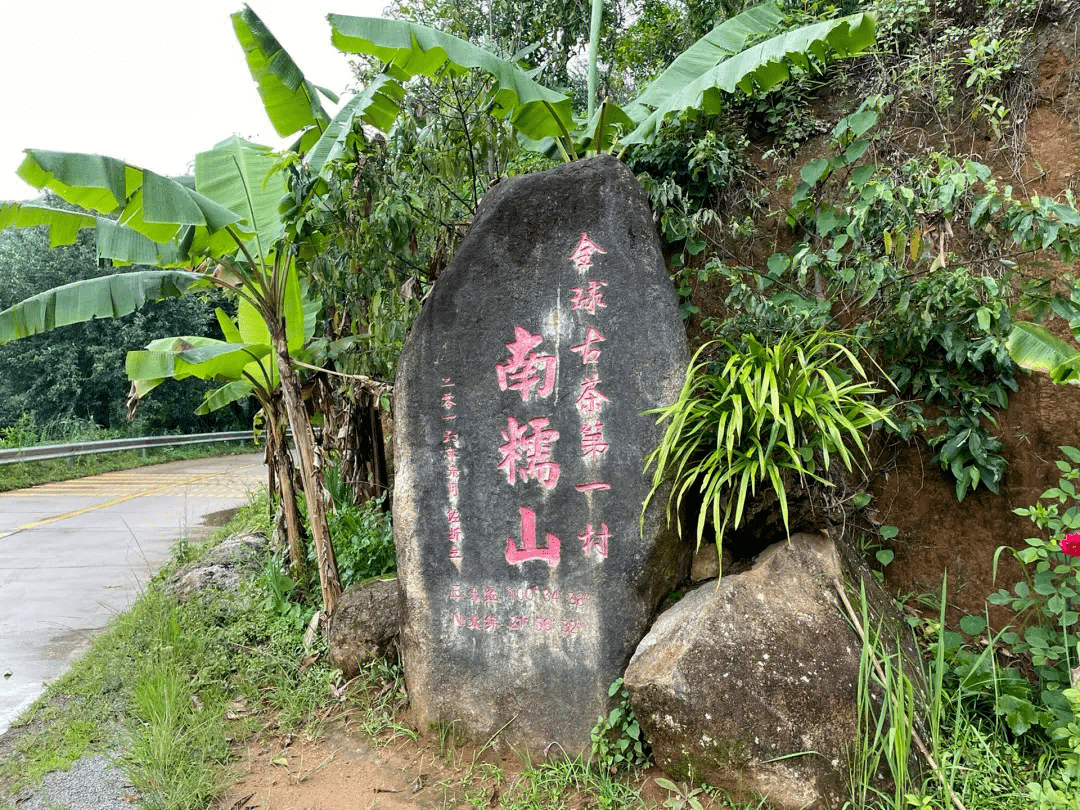 2023年庆承号春茶行—勐海篇:绿意盎然南糯山,遗世独立曼糯山_茶园