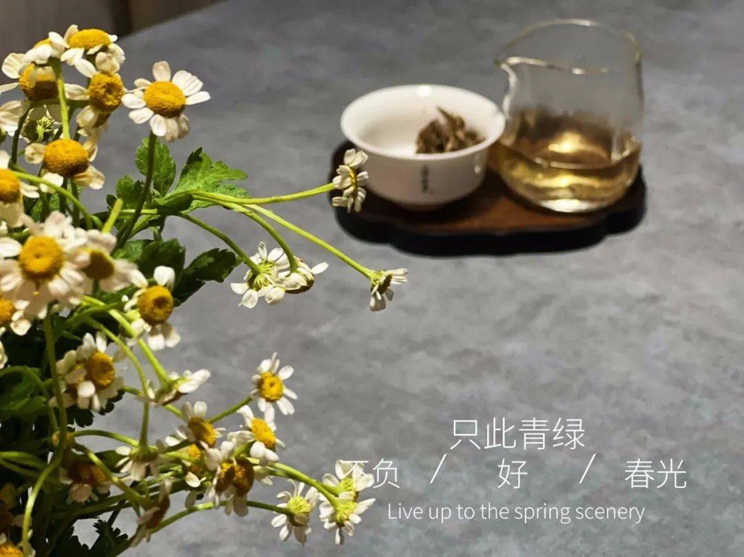 寿眉是什么茶（收藏白茶，为何老茶客更喜欢寿眉）