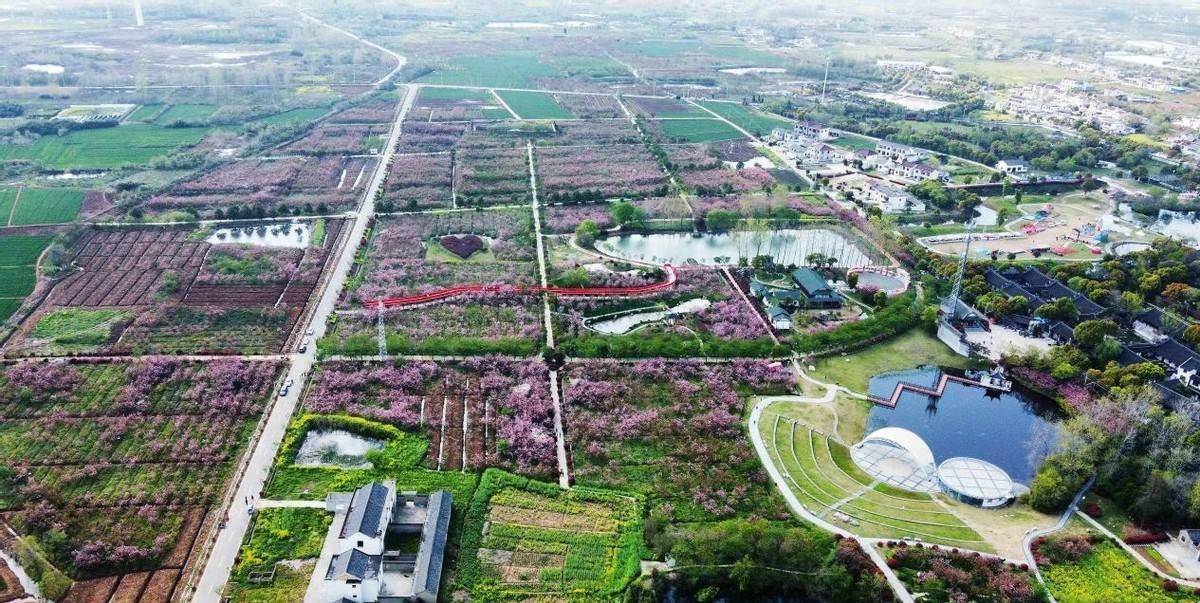 扬州甘泉樱花园,它是全国最大樱花基地,花开时节的这里美极了_大道