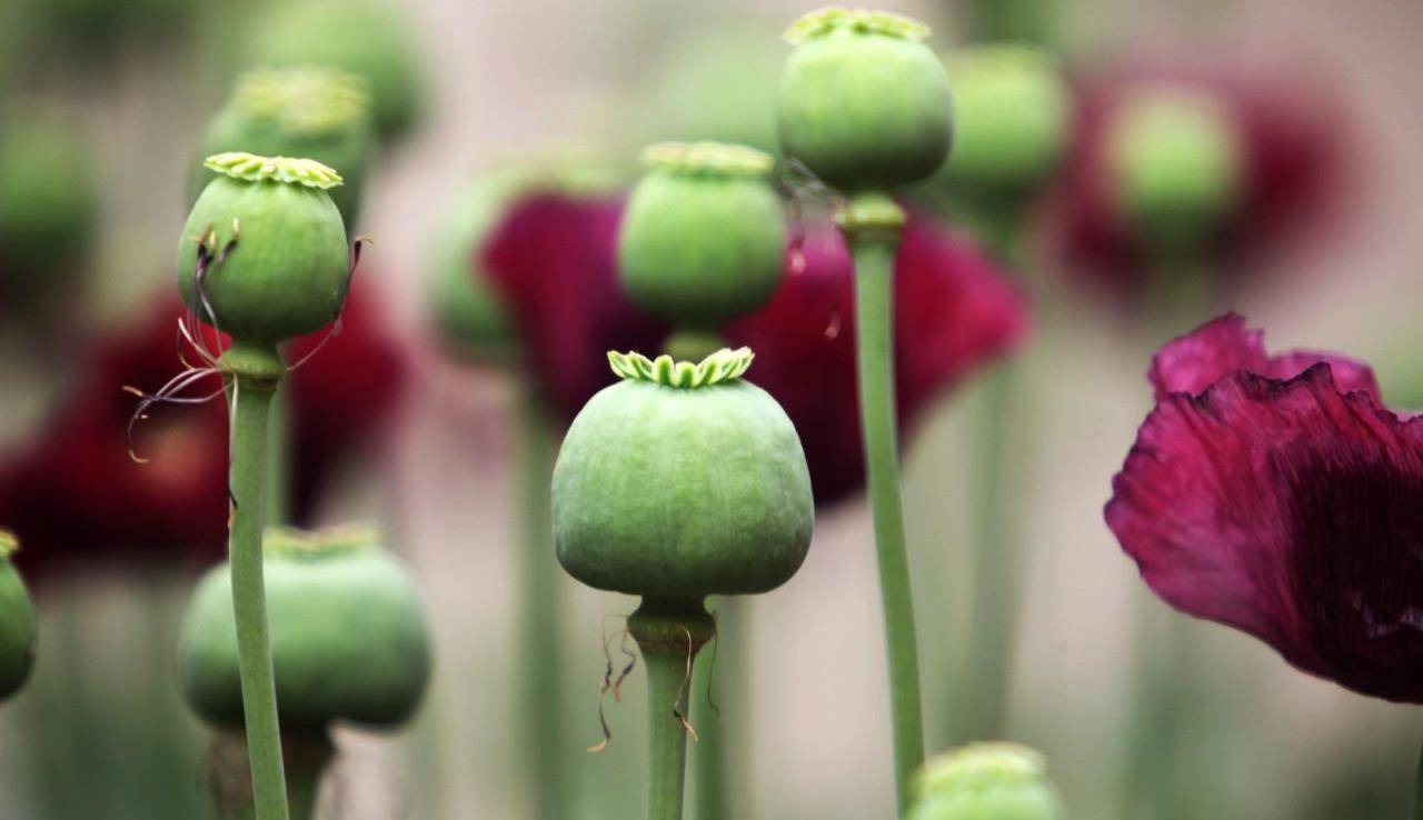 它被民间用作美味,良药,却被严令禁止,这种植物为何禁食禁用?