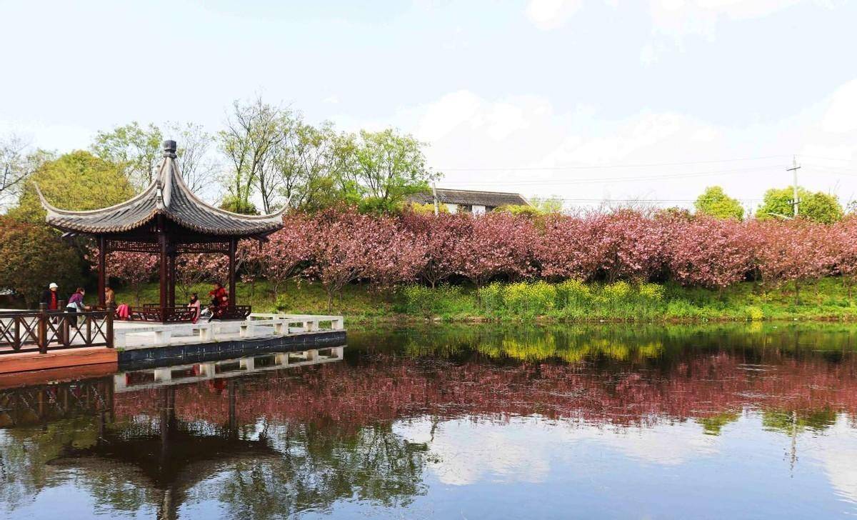 扬州甘泉樱花园,它是全国最大樱花基地,花开时节的这里美极了_大道