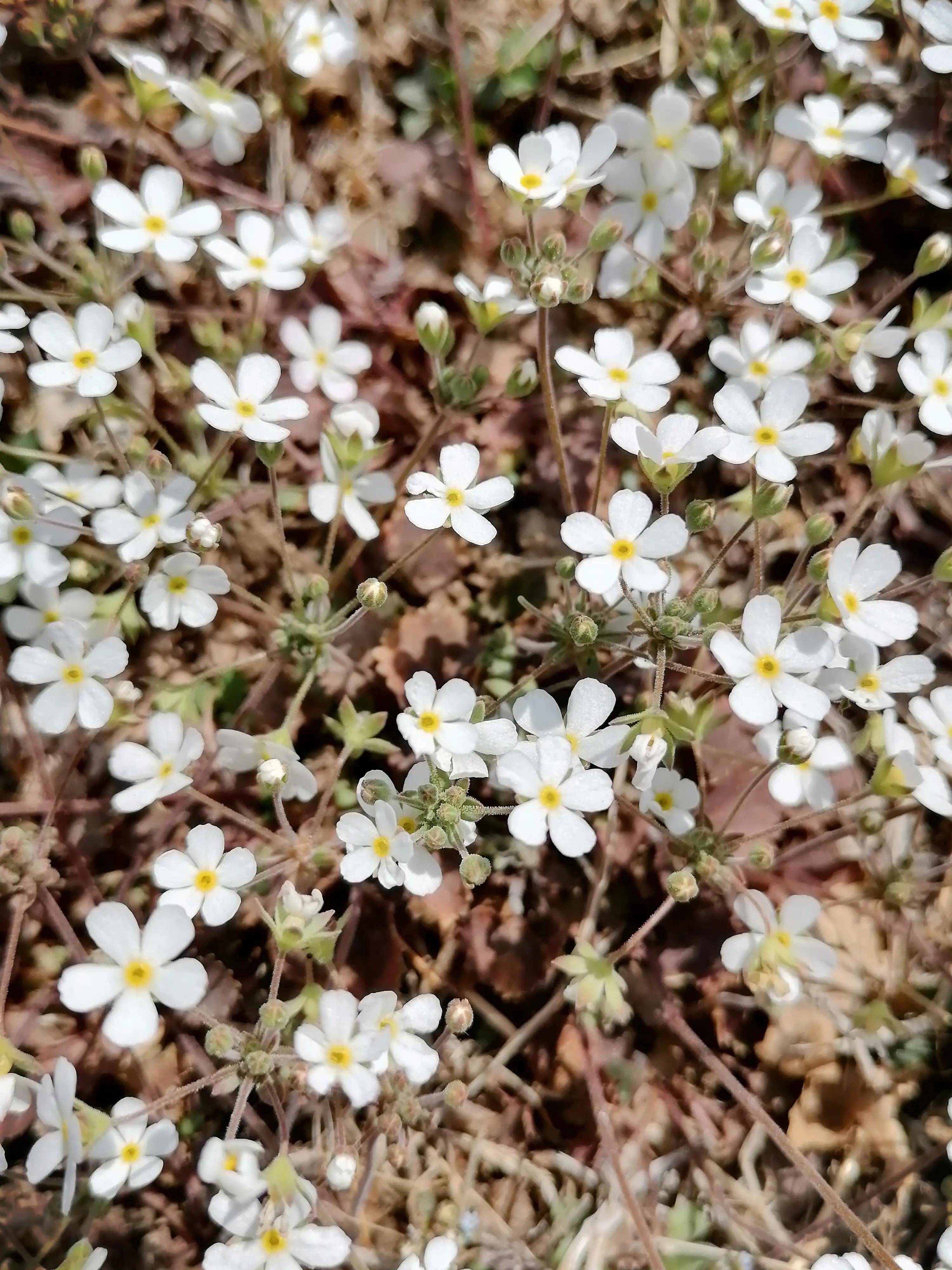 点地梅生机勃勃&点亮大地_花朵_爱情_玫瑰