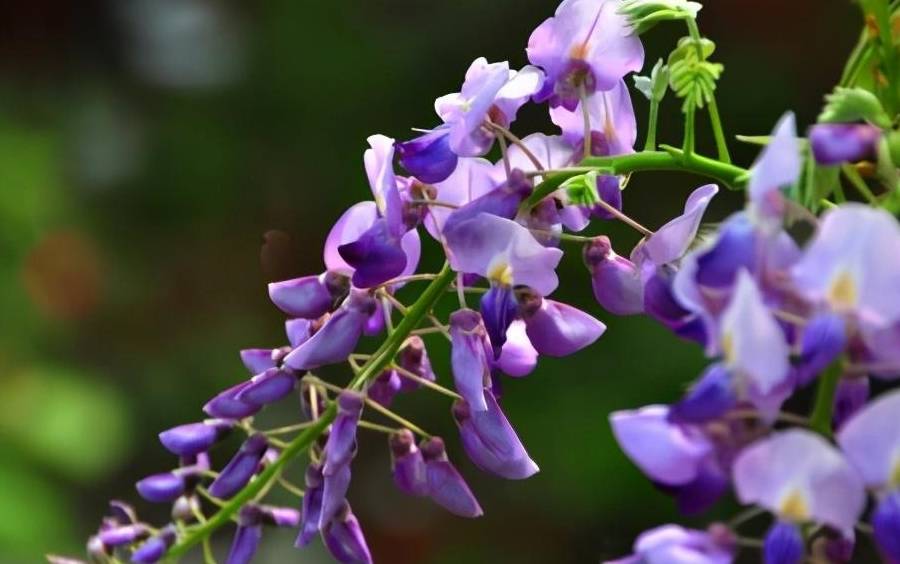 秋天里的葛花,盛开在凡间的精灵_葛根_解酒_植物
