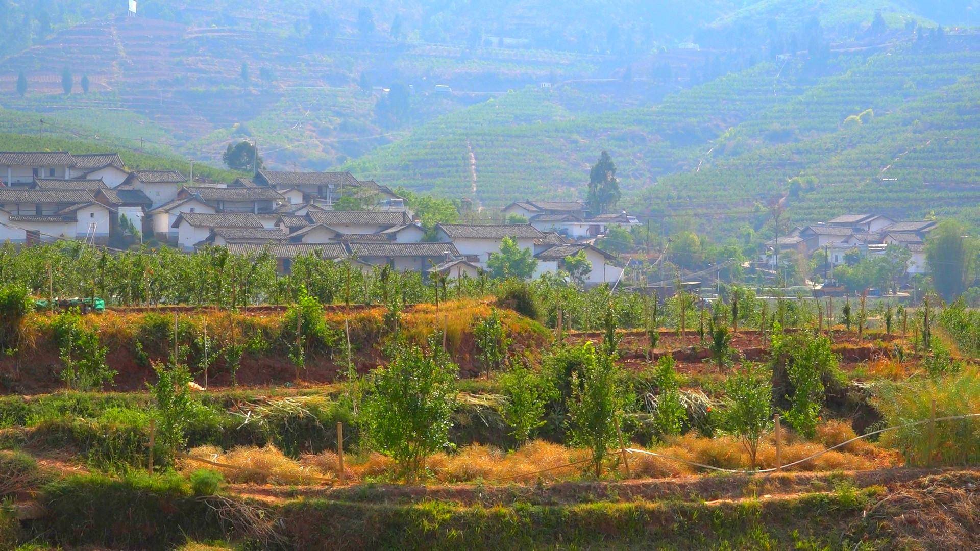 会东县姜州镇:文化"上墙" 农耕"入画" 擦亮乡村振兴"底色"_建设_文明