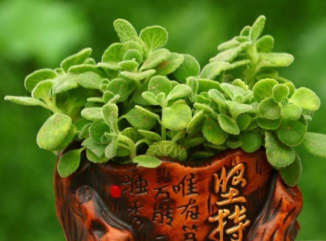 十二生肖养什么植物最招财?每个生肖各有不同,都有很多讲究!