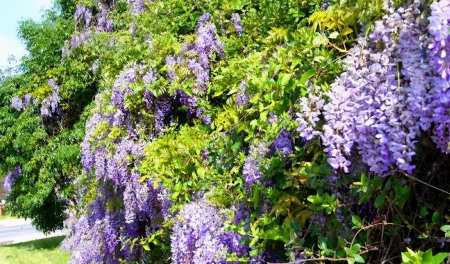 秋天里的葛花,盛开在凡间的精灵_葛根_解酒_植物