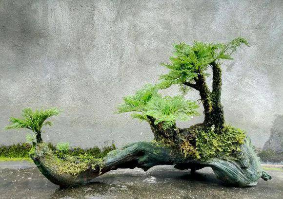 这个大自然的常绿草本薄叶卷柏,把晴朗的天染成了绿色,让人喜欢_自由