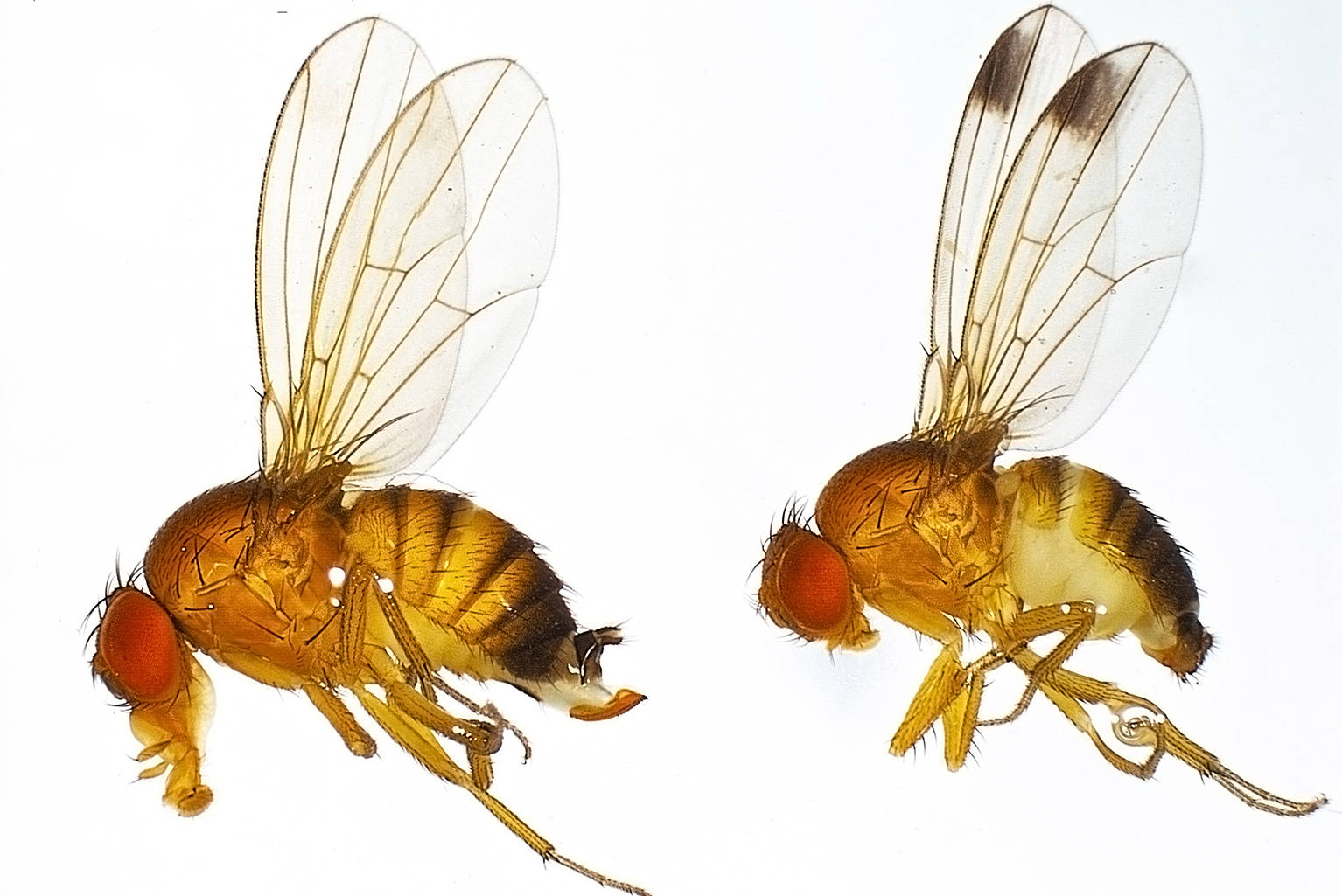 果蝇基因和人类相似度达61%,为啥果蝇不用睡觉也不会感到疲劳?