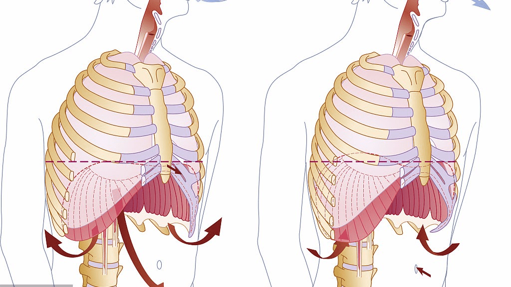 人體的呼吸運動是由肺及人體的膈肌和肋間肌共同協作完成的,其中最