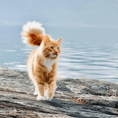猫咪翘着尾巴走路虽然可爱,但是你知道翘尾巴是什么意思吗?