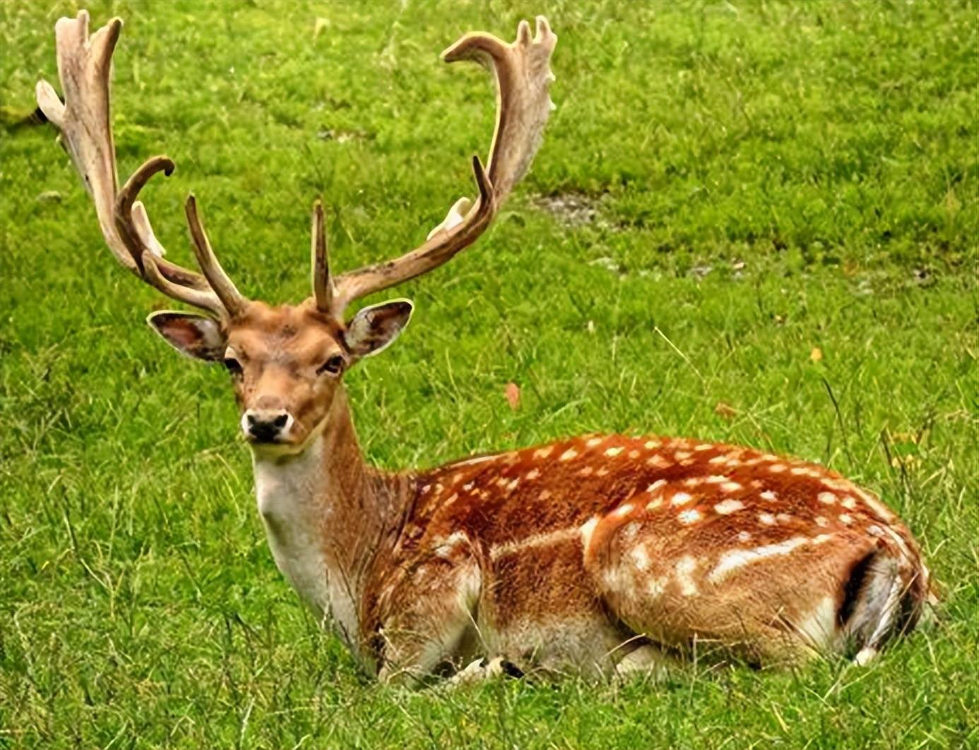 神秘凶兽吃掉保护区138只梅花鹿,真凶让专家傻眼,是什么怪物?
