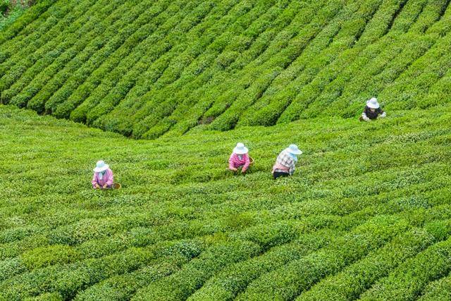 信阳浉河港茶山图片