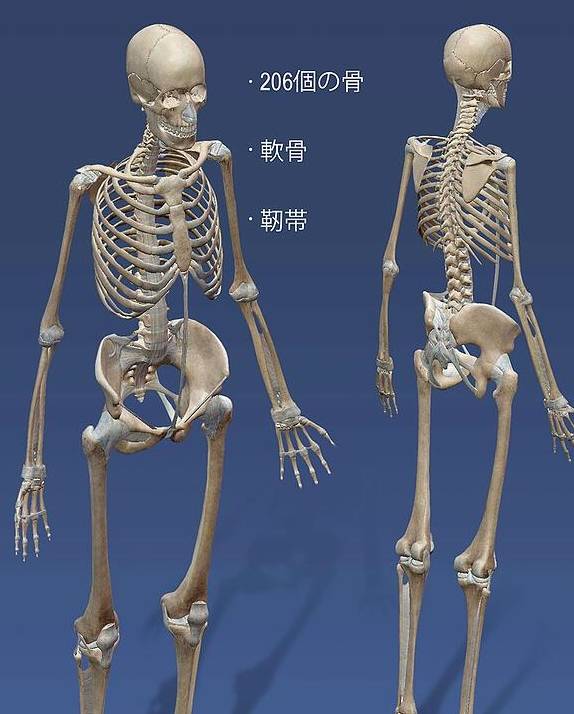 最大的不合理:没有丁丁骨!人体结构究竟有哪些不合理的地方?