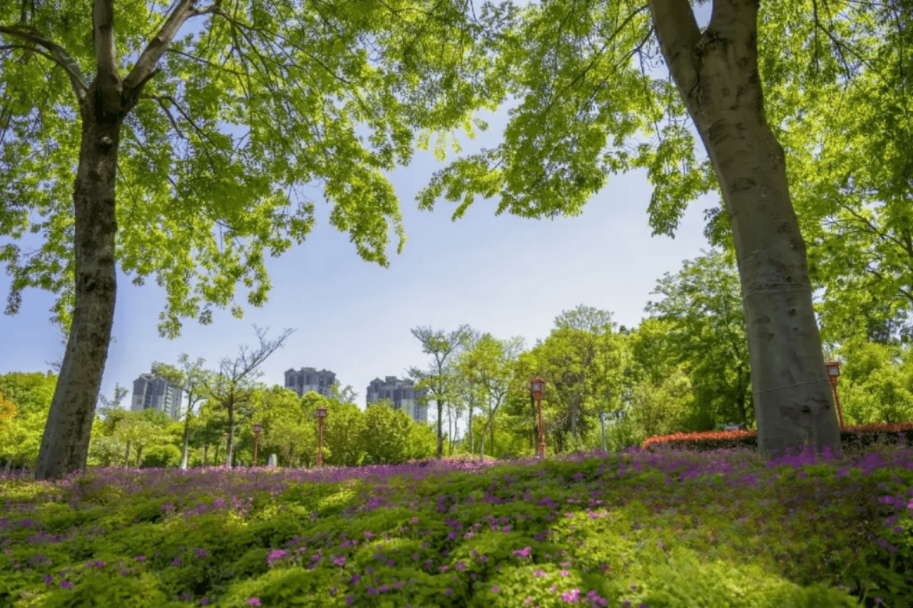 眉山中央公园图片