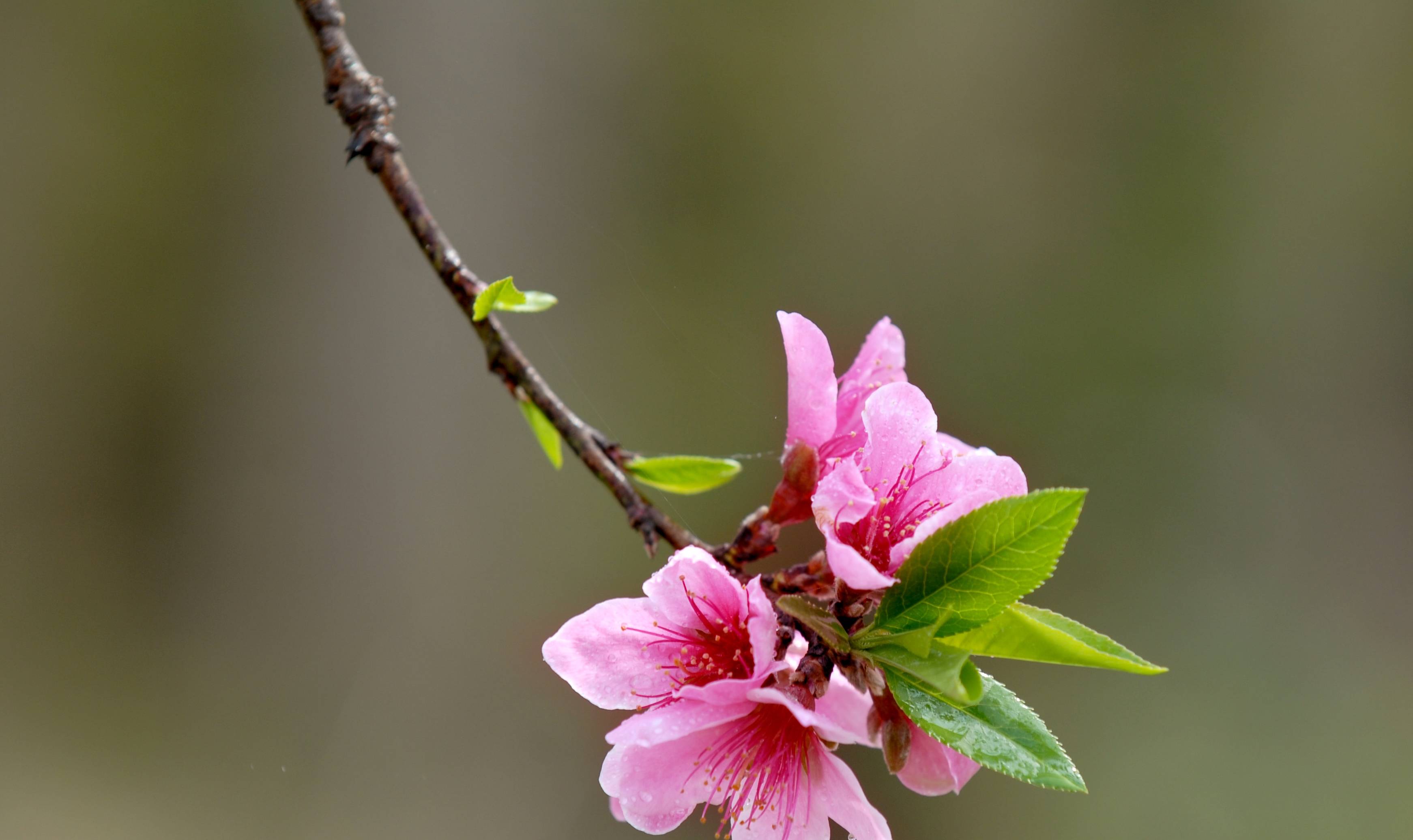 此花盛开艳丽而动人,象征珍惜彼此,珍惜一起走过的短暂日子_桃花_爱情