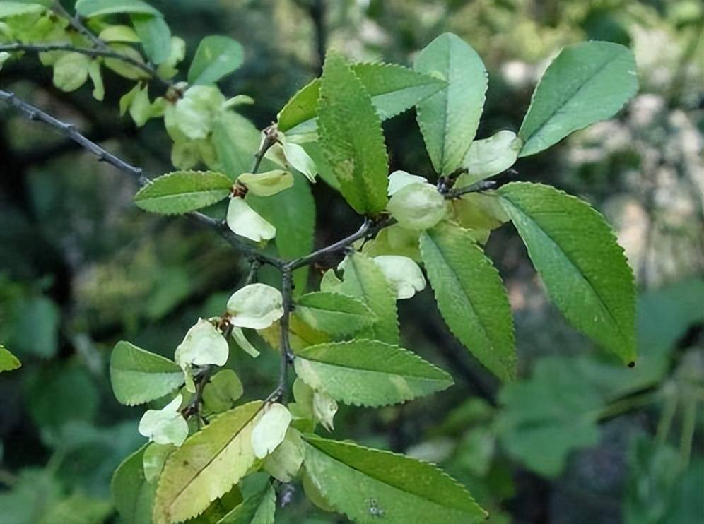 农村的树木,嚼2片叶子可以缓解牙痛,农民却称它为"鸡屎树"_榔榆_种植