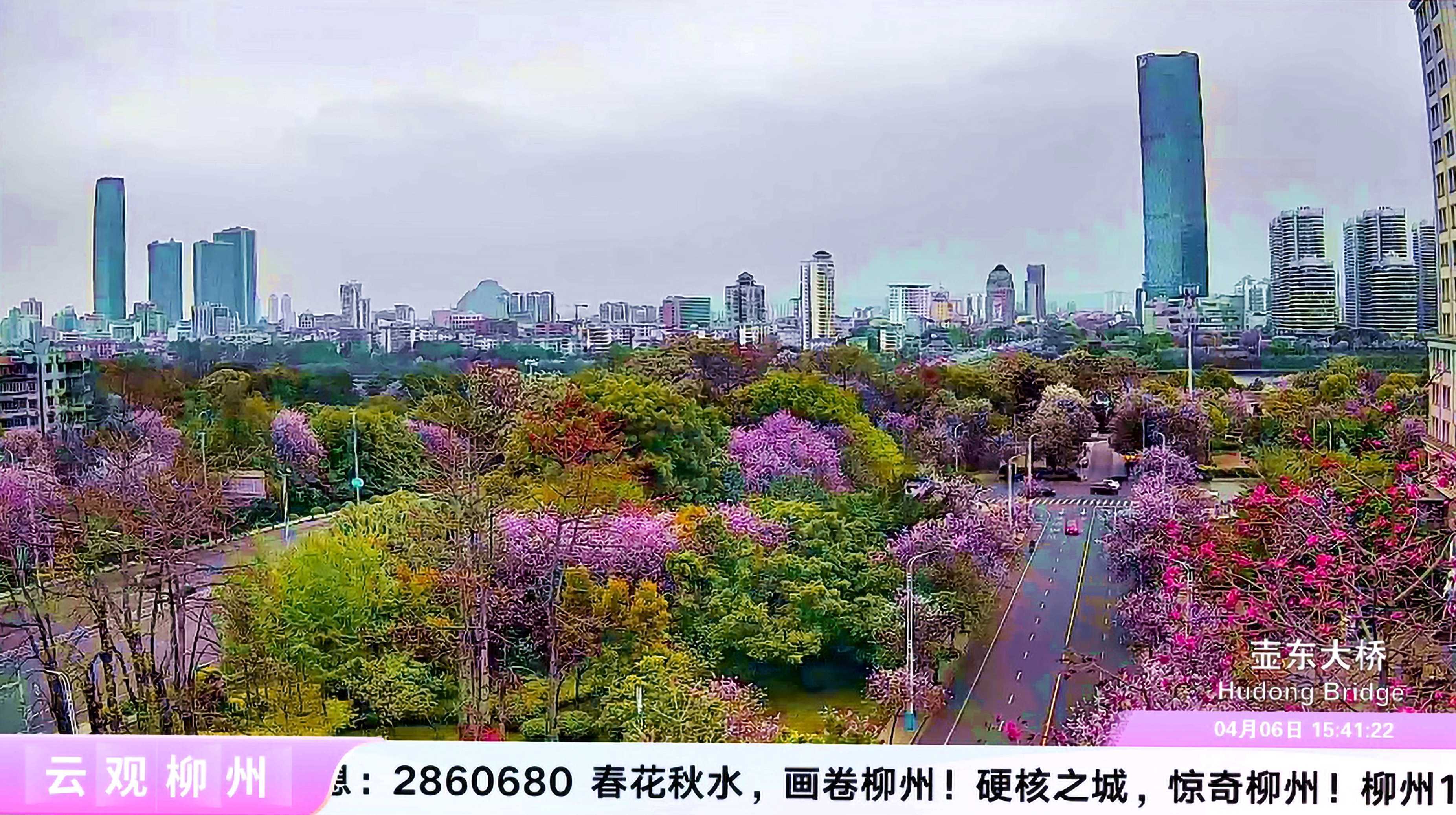 "一花倾城 荆奇柳州"慢直播 10天观看量破千万_紫荆_合作_中国电信