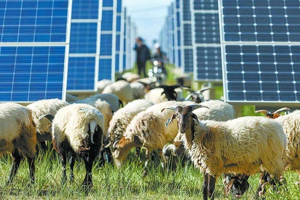 你只看见它板下养羊,殊不知这是中国打造的最大光伏发电站,占地面积达